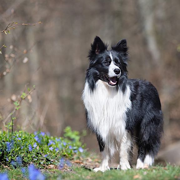 die emm - Hundefotografie