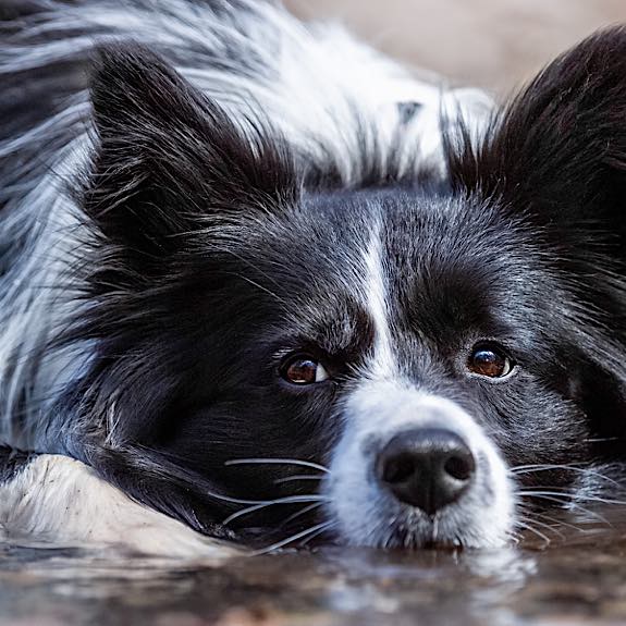 die emm - Hundefotografie