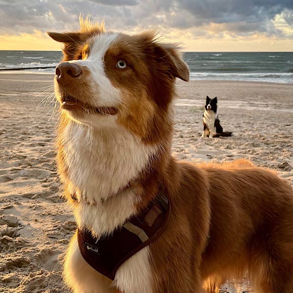 die emm - Hundefotografie