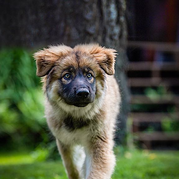 die emm - Hundefotografie