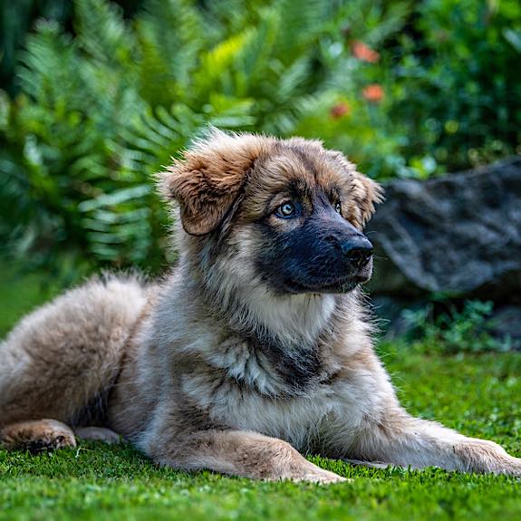 die emm - Hundefotografie