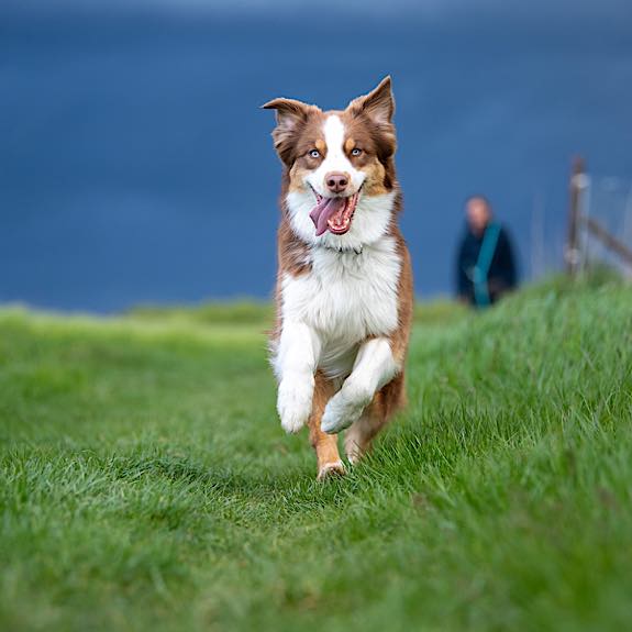 die emm - Hundefotografie