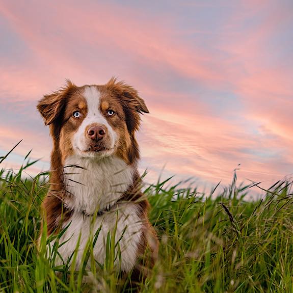 die emm - Hundefotografie