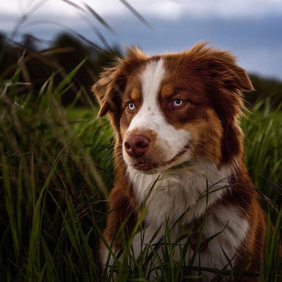 die emm - Hundefotografie