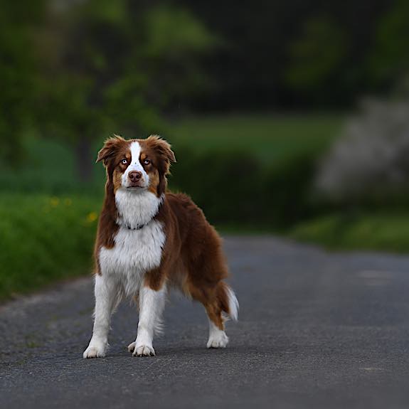 die emm - Hundefotografie