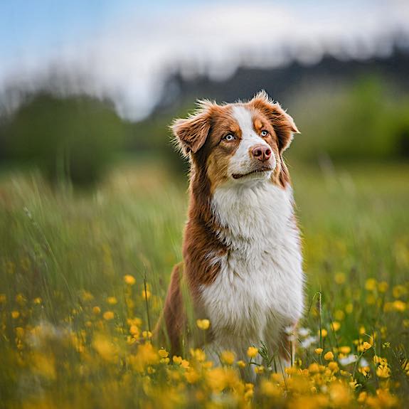 die emm - Hundefotografie