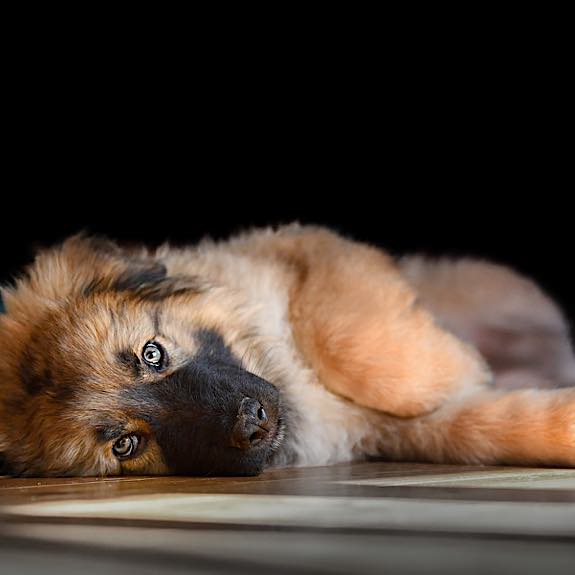 die emm - Hundefotografie