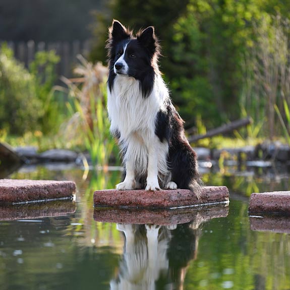 die emm - Hundefotografie