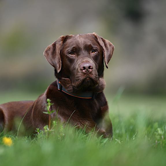 die emm - Hundefotografie