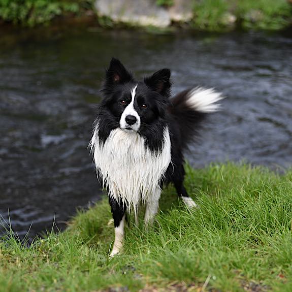 die emm - Hundefotografie