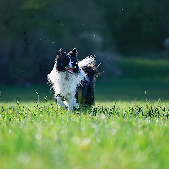 die emm - Hundefotografie