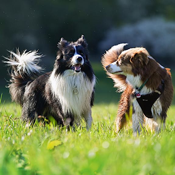 die emm - Hundefotografie