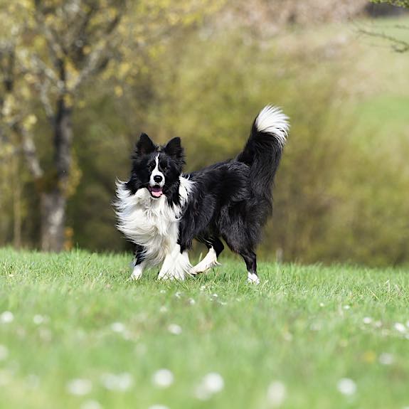 die emm - Hundefotografie
