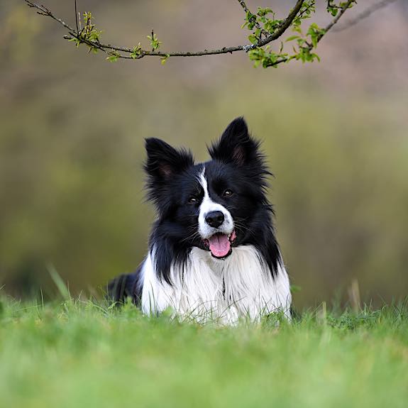 die emm - Hundefotografie