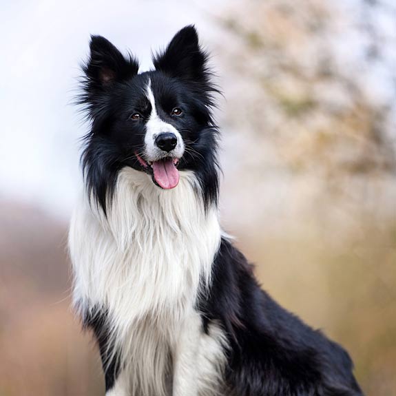 die emm - Hundefotografie