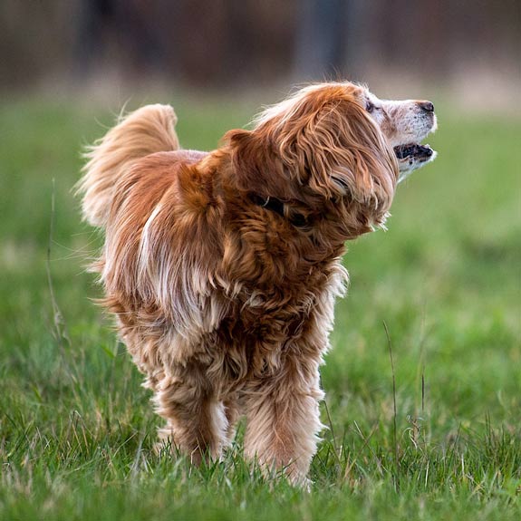 die emm - Hundefotografie