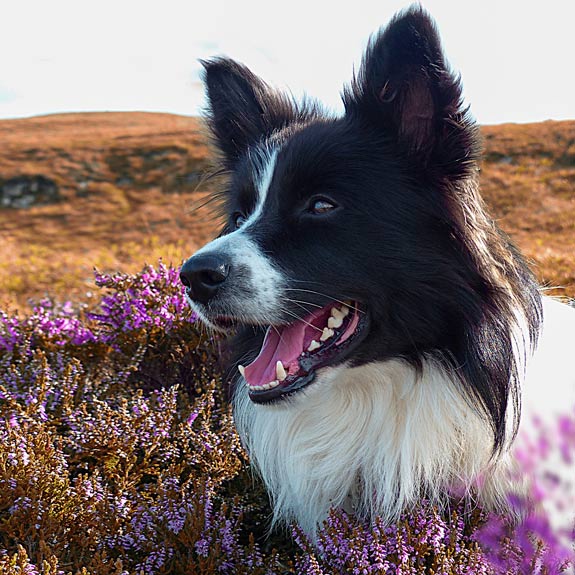 die emm - Hundefotografie